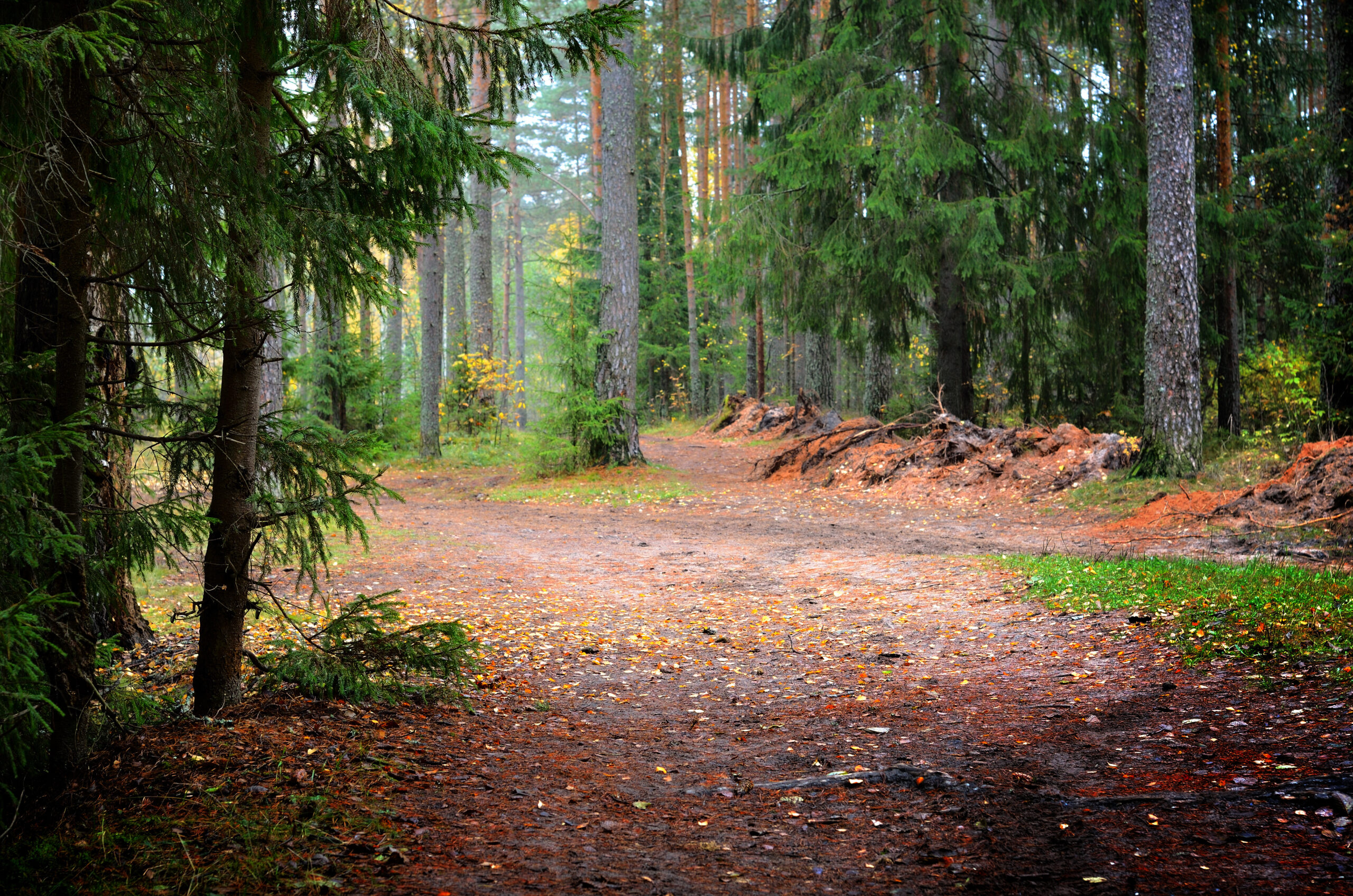 dark pine forest scene